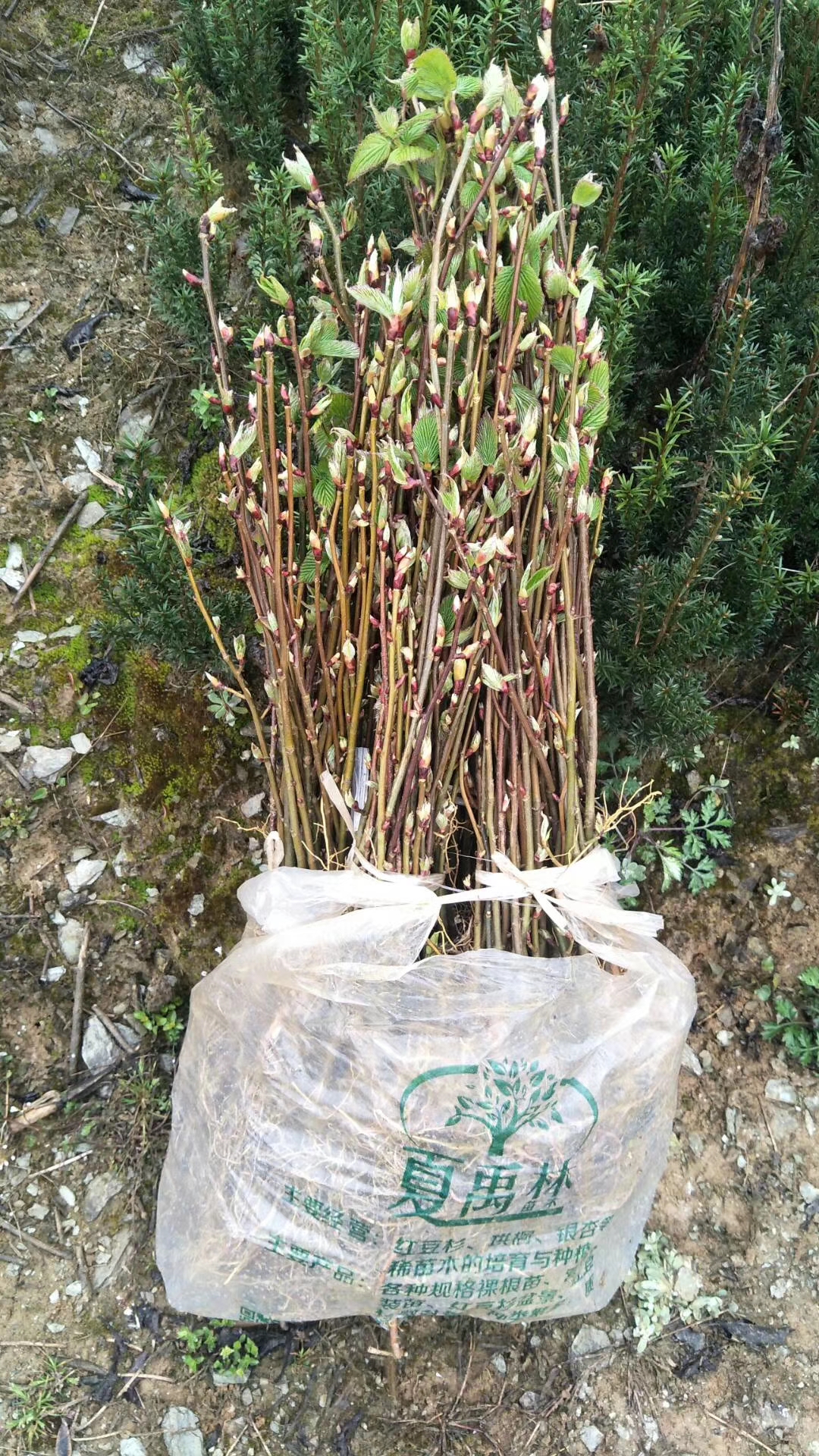 珙桐苗扦插接受预订