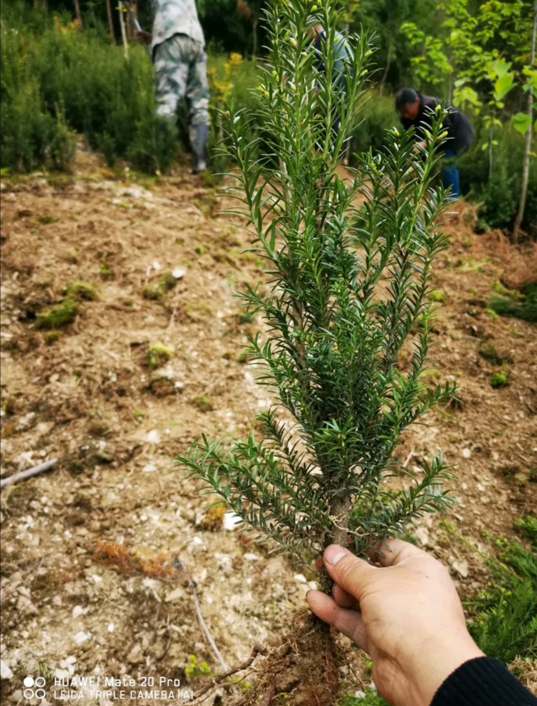 曼地亚红豆杉粗干苗