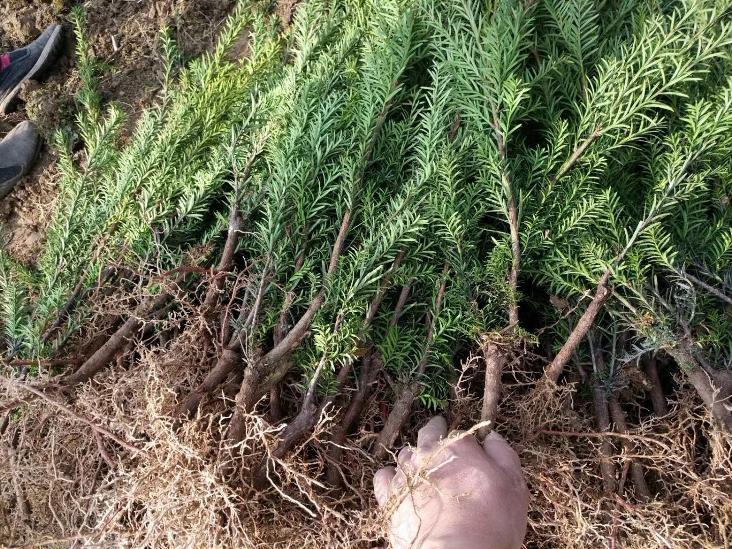 曼地亚红豆杉粗干苗
