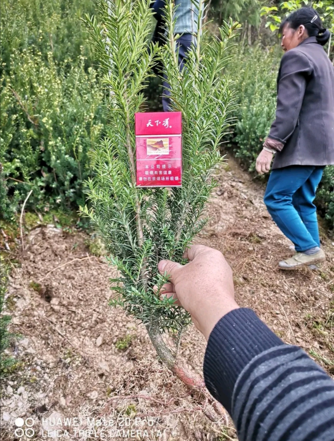 曼地亚红豆杉粗干苗