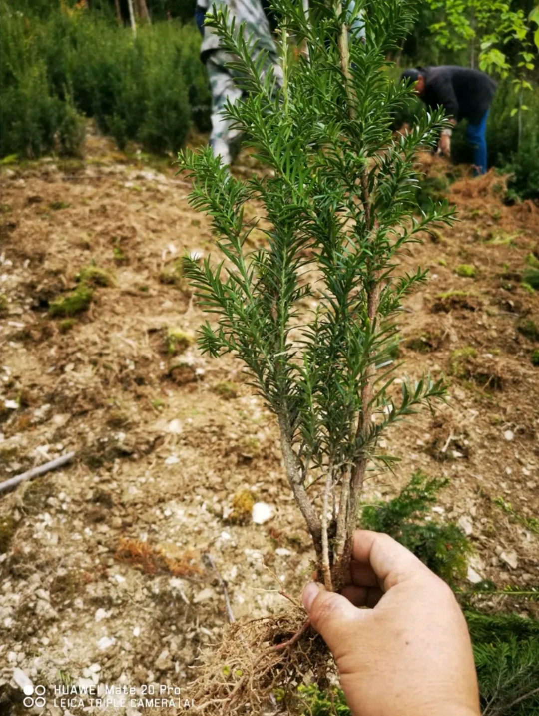 曼地亚红豆杉粗干苗