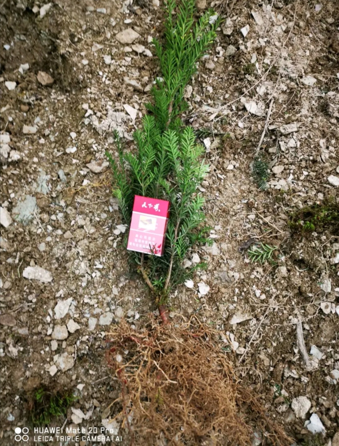 曼地亚红豆杉粗干苗