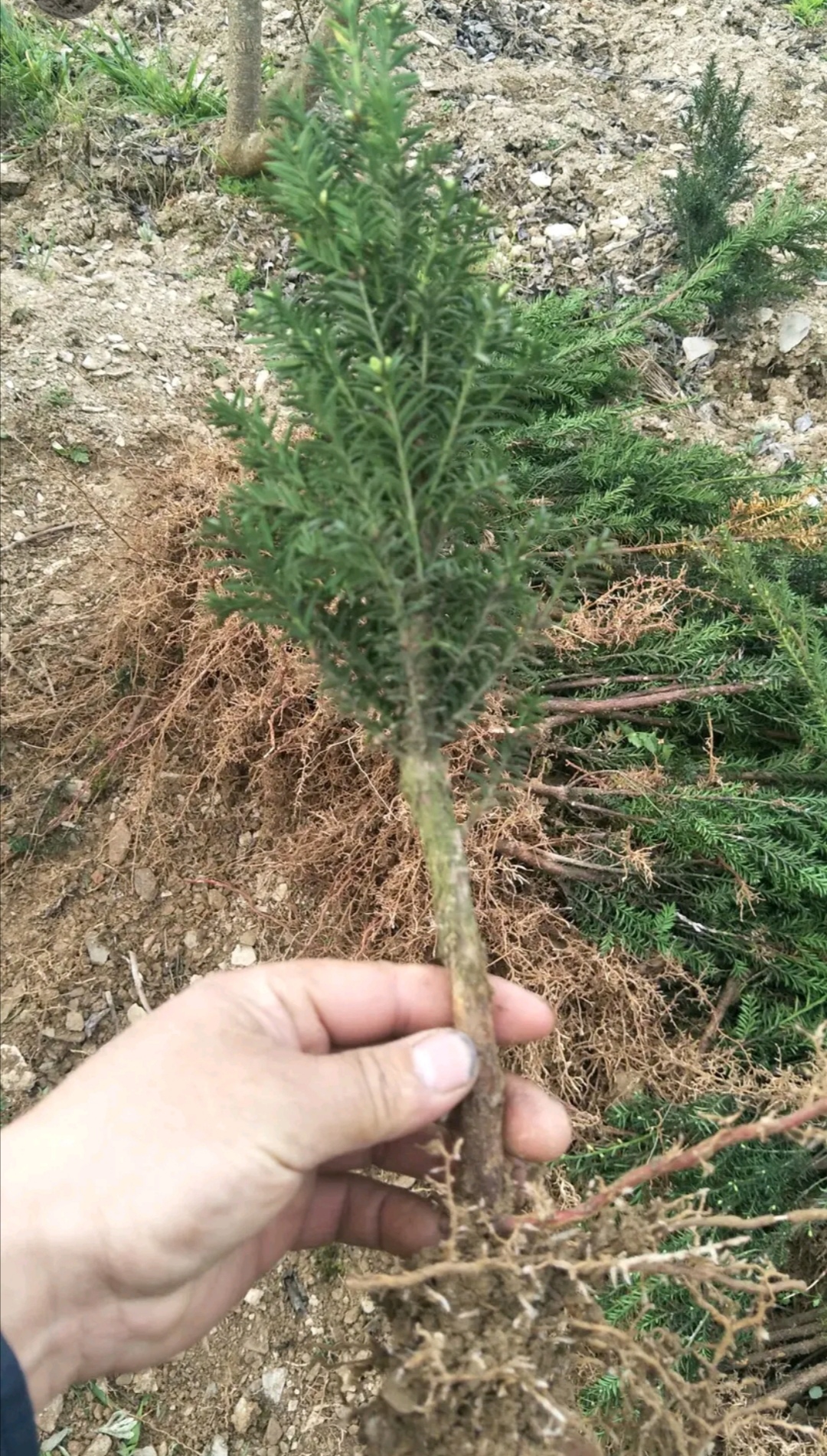 曼地亚红豆杉粗干苗