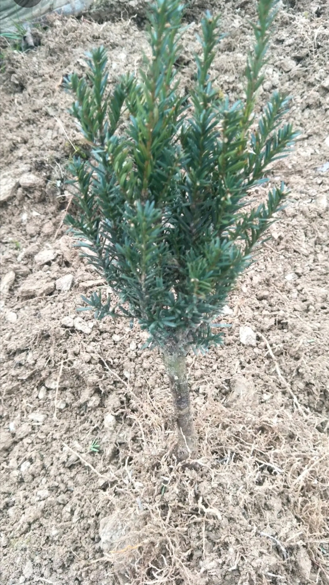 曼地亚红豆杉粗干苗