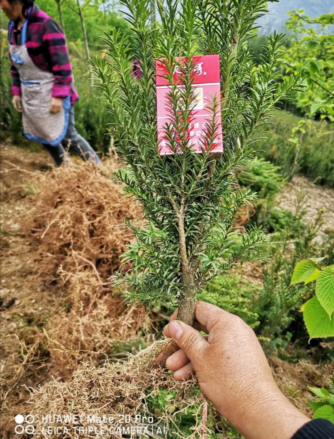 曼地亚红豆杉粗干苗