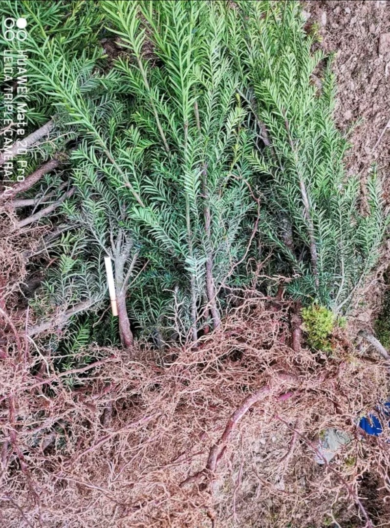 曼地亚红豆杉粗干苗