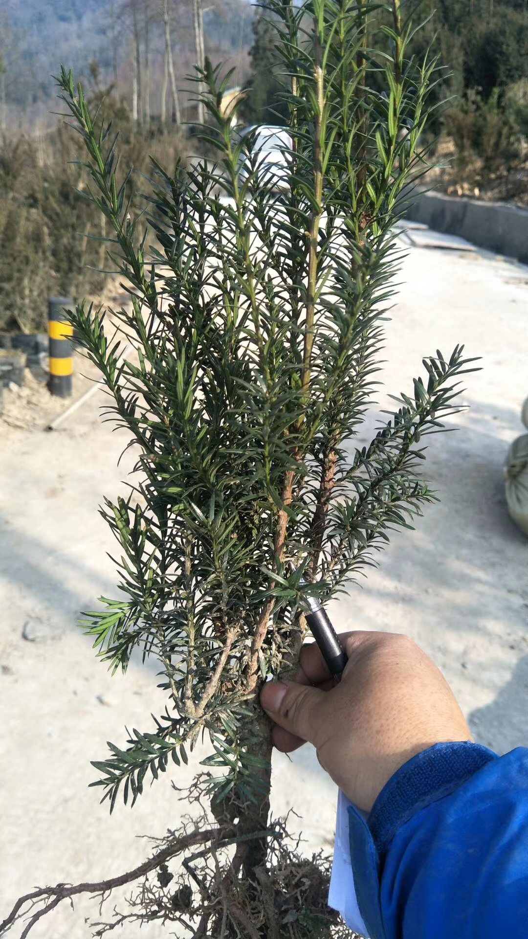 曼地亚红豆杉粗干苗