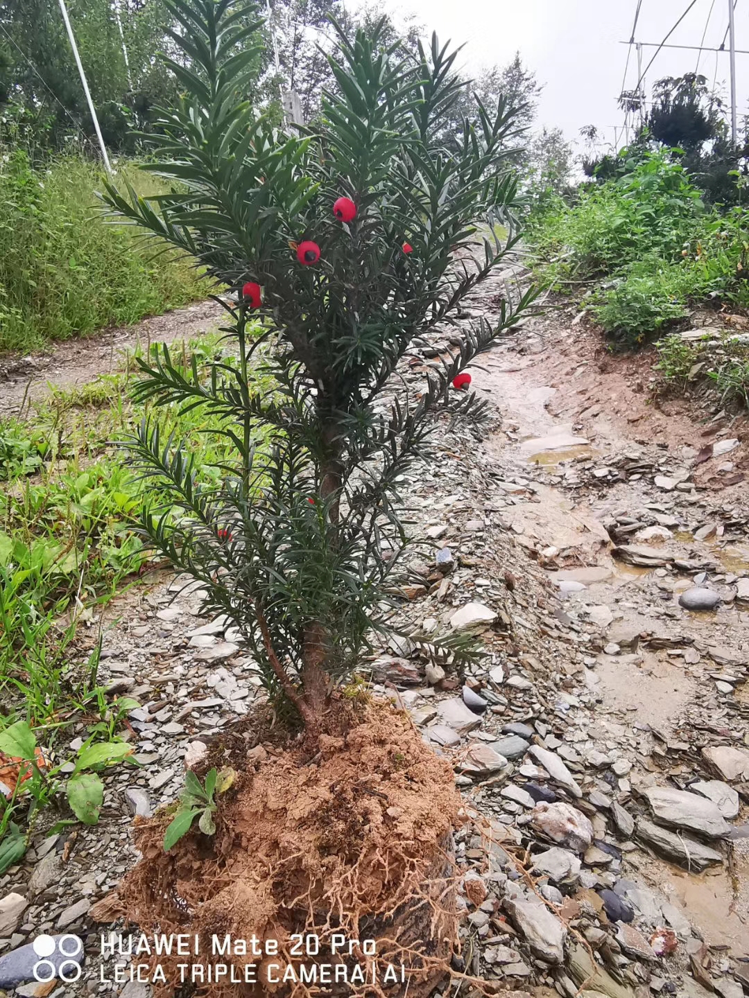 红豆杉八大特点