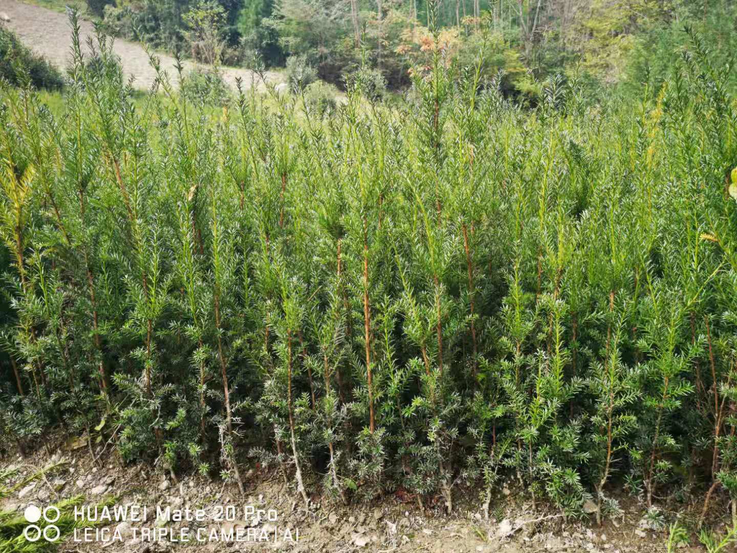 红豆杉在酒泉试种成功 包括曼地亚红豆杉等4种品
