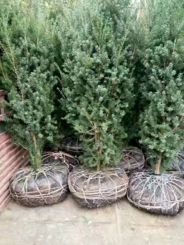 红豆杉种植技术