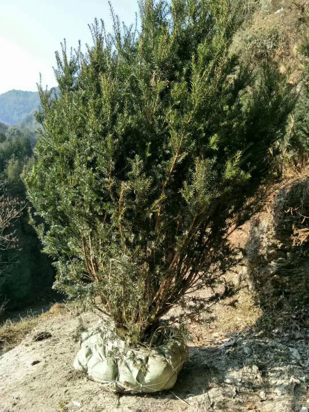 红豆杉原始母本