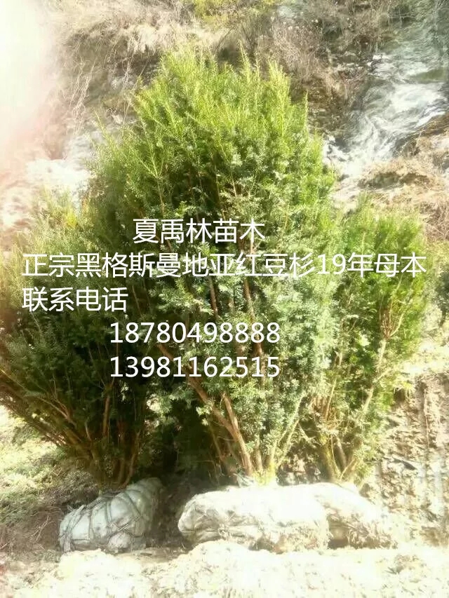 红豆杉原始母本