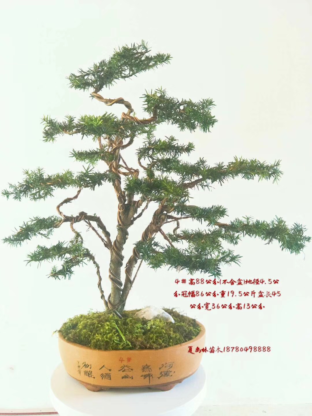 红豆杉造型大盆景