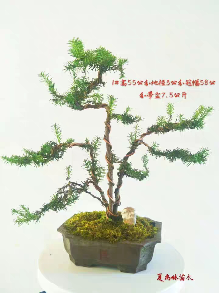 红豆杉造型大盆景