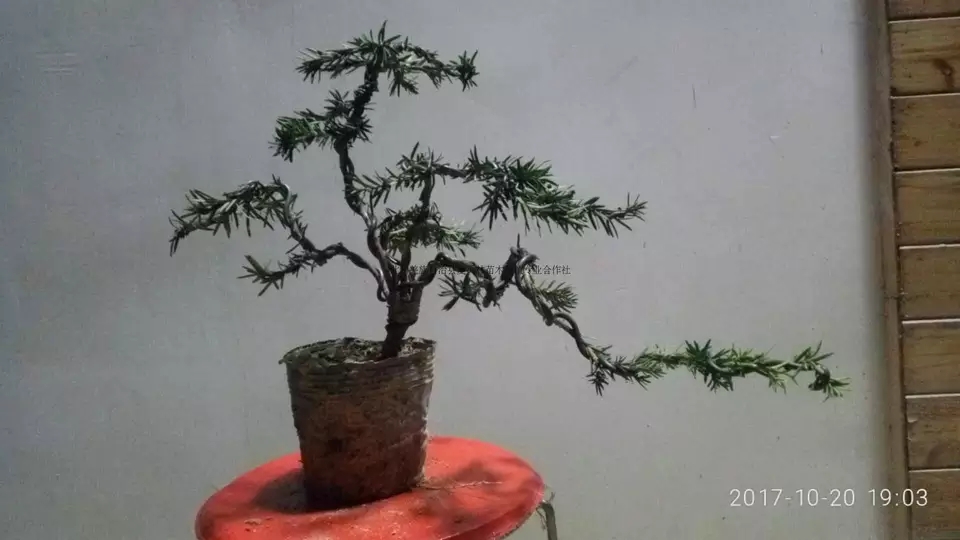 红豆杉造型小盆景