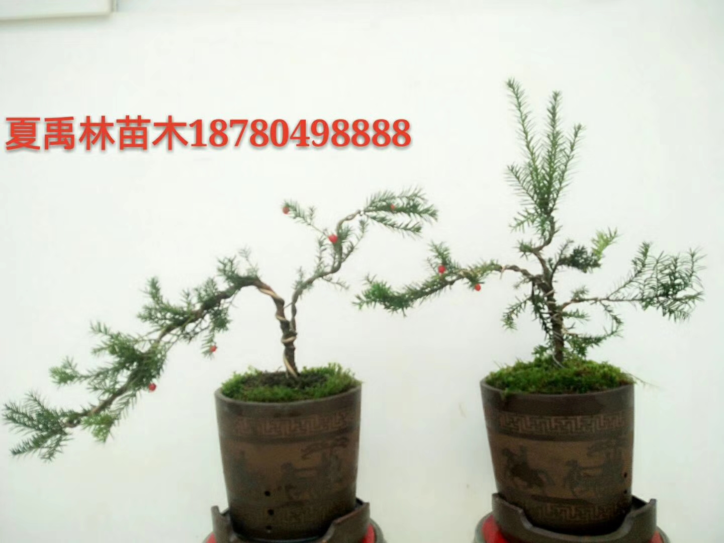 红豆杉造型小盆景