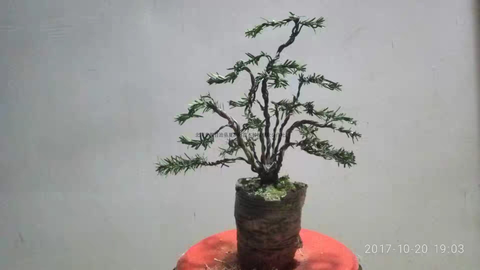 红豆杉造型小盆景