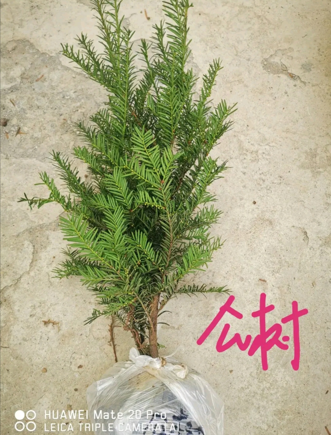 曼地亚红豆杉公树