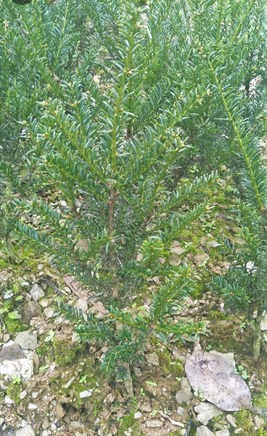 曼地亚红豆杉公树