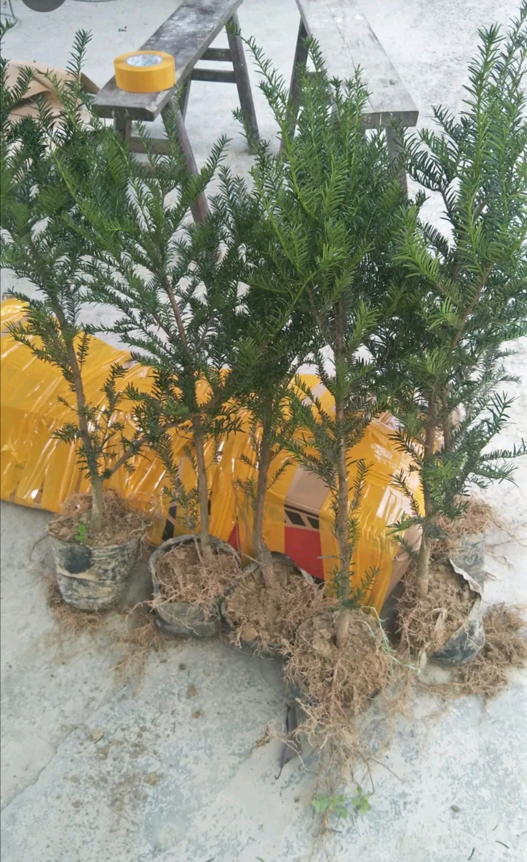 曼地亚红豆杉公树