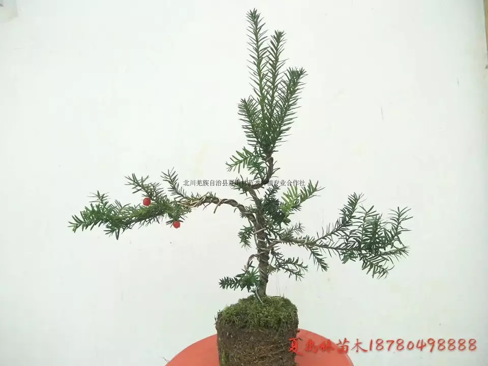 红豆杉造型小盆景