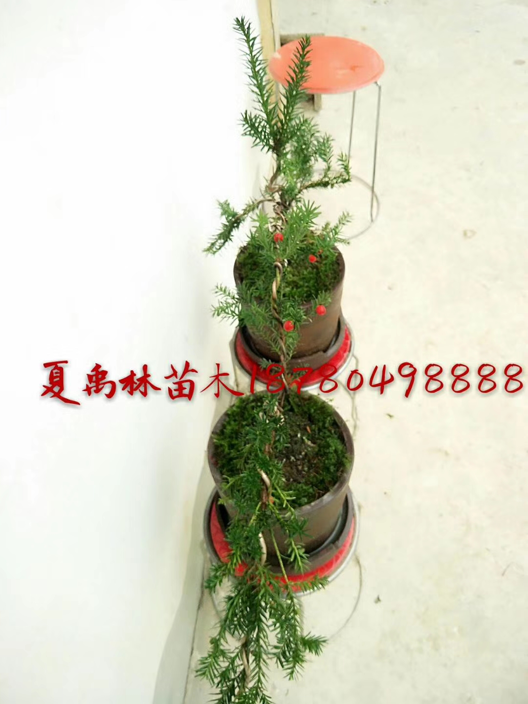 红豆杉造型小盆景