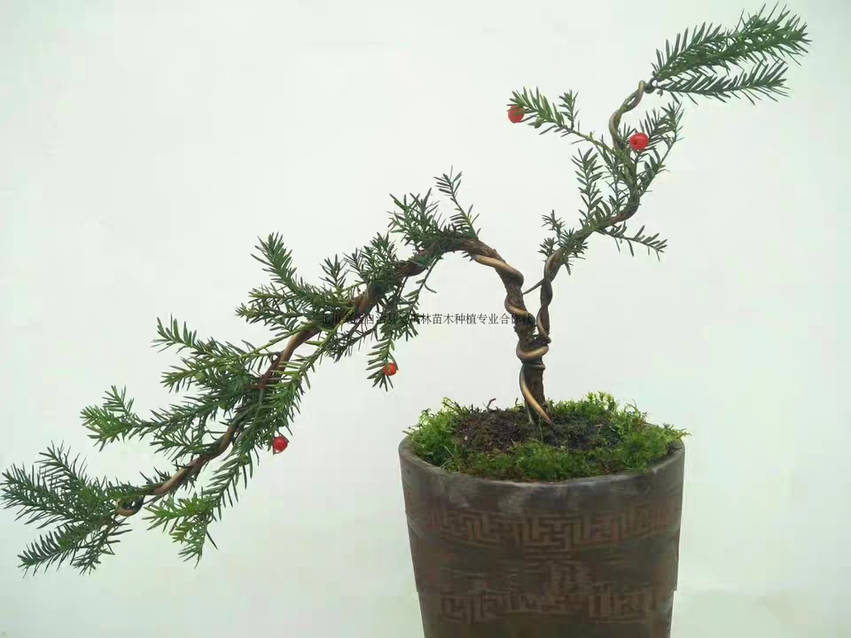 红豆杉造型小盆景