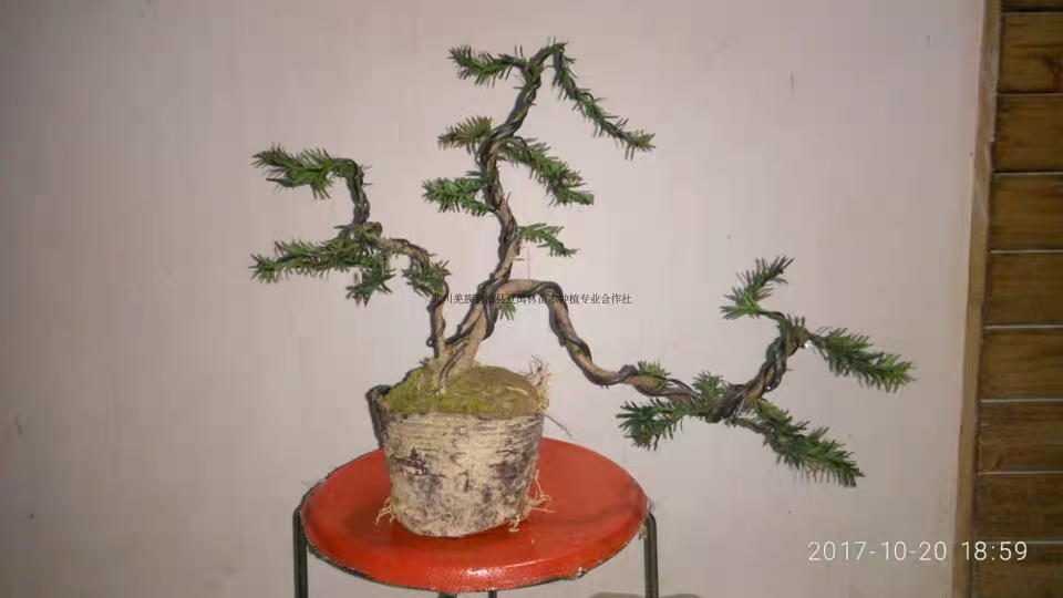 红豆杉造型小盆景