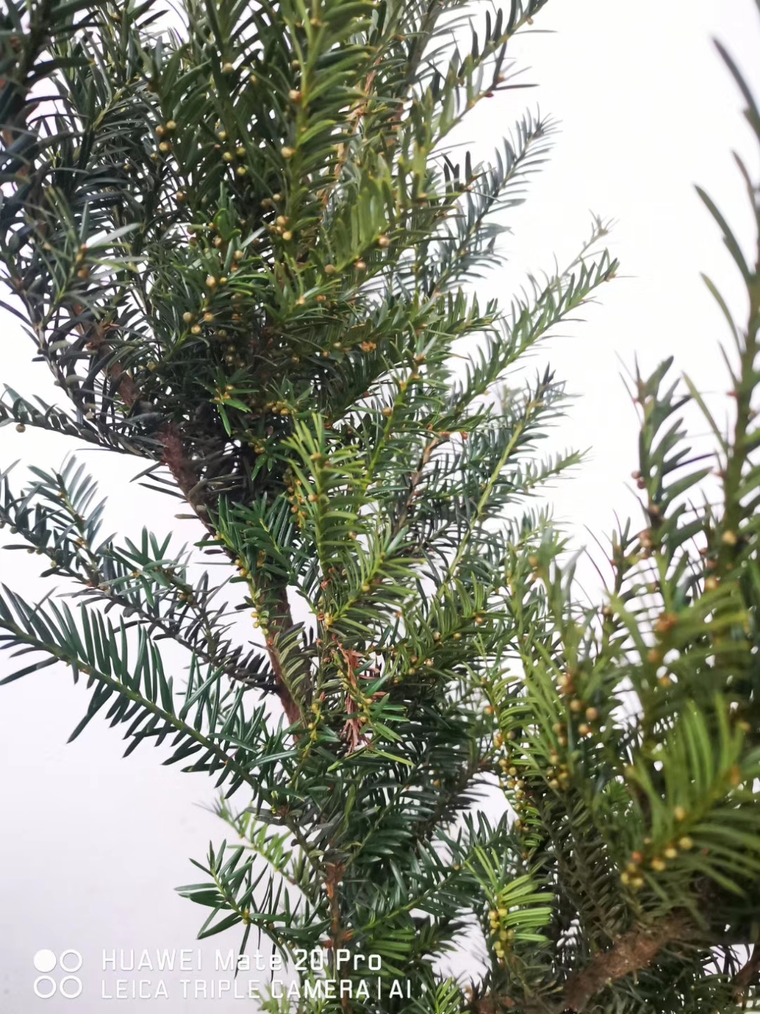 曼地亚红豆杉公树