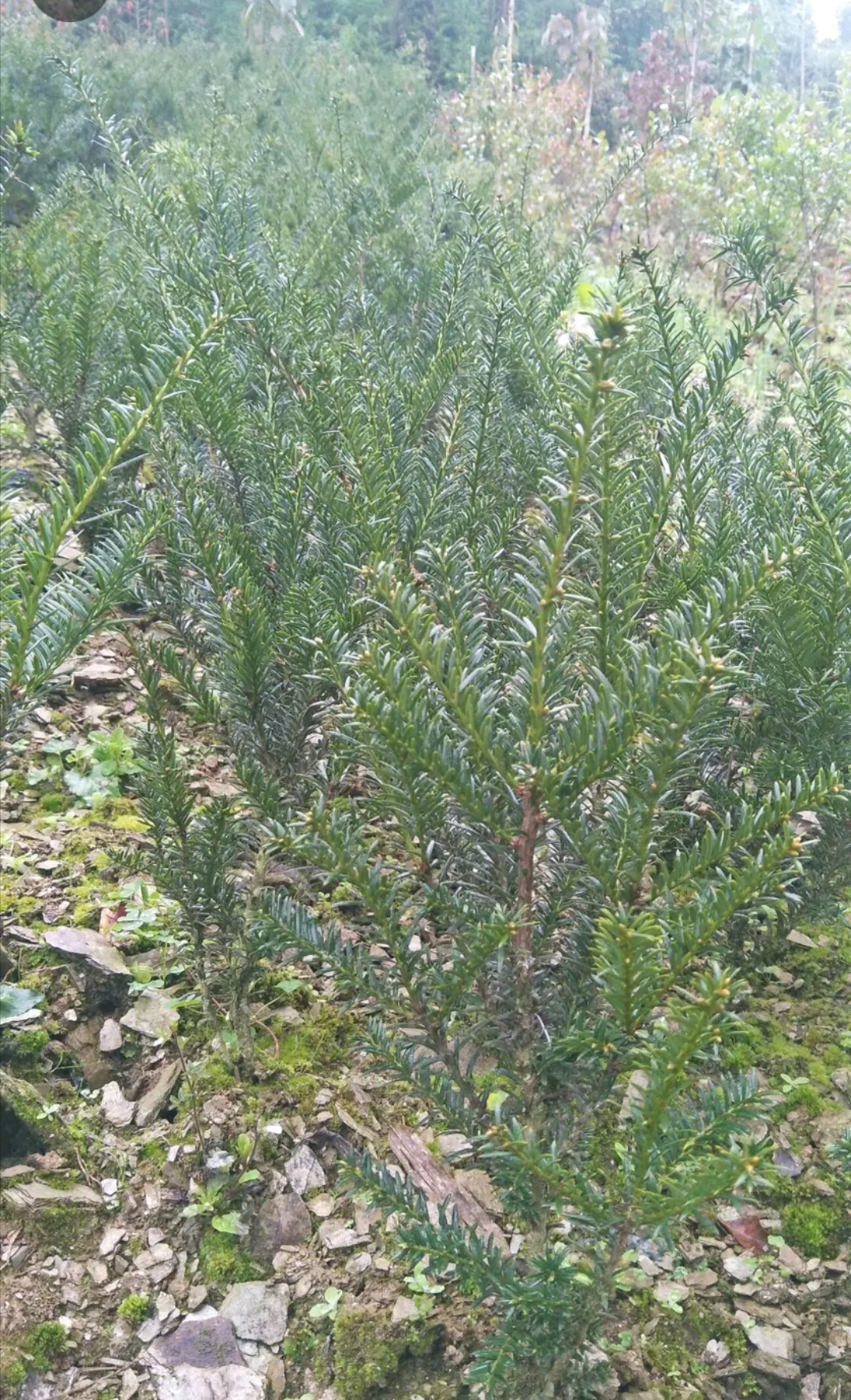 曼地亚红豆杉公树