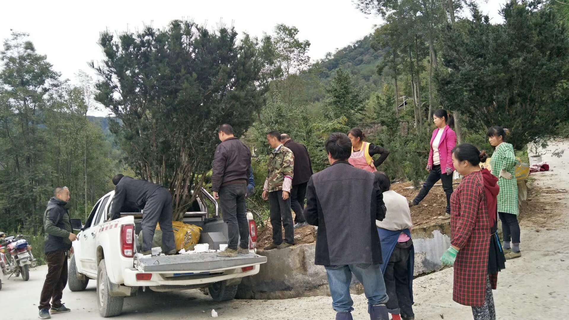 运送曼地亚红豆杉原始母本