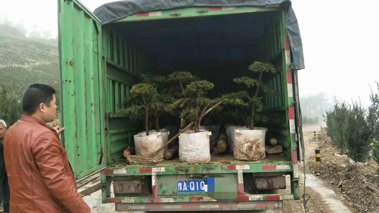 运送第一批造型苗