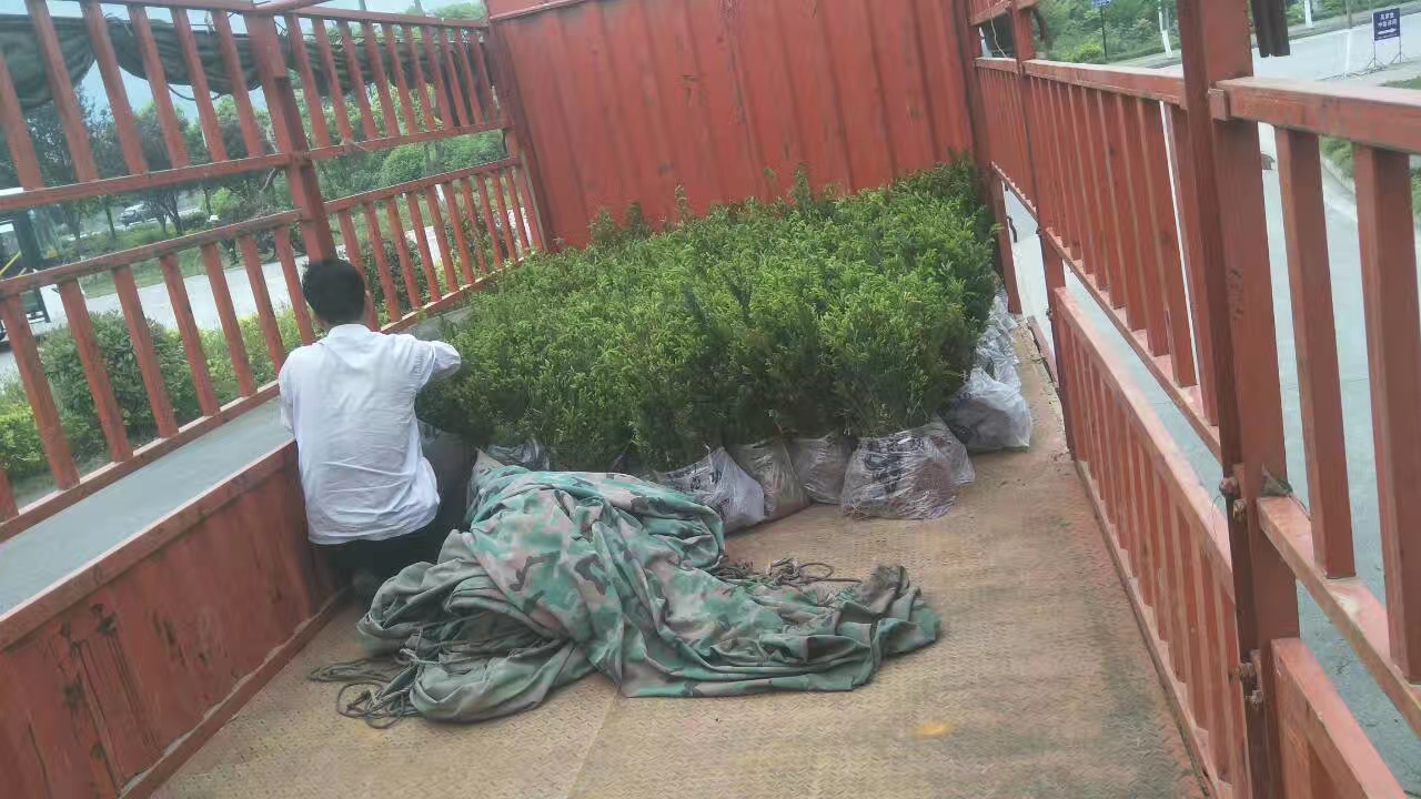 小苗装车发往江苏