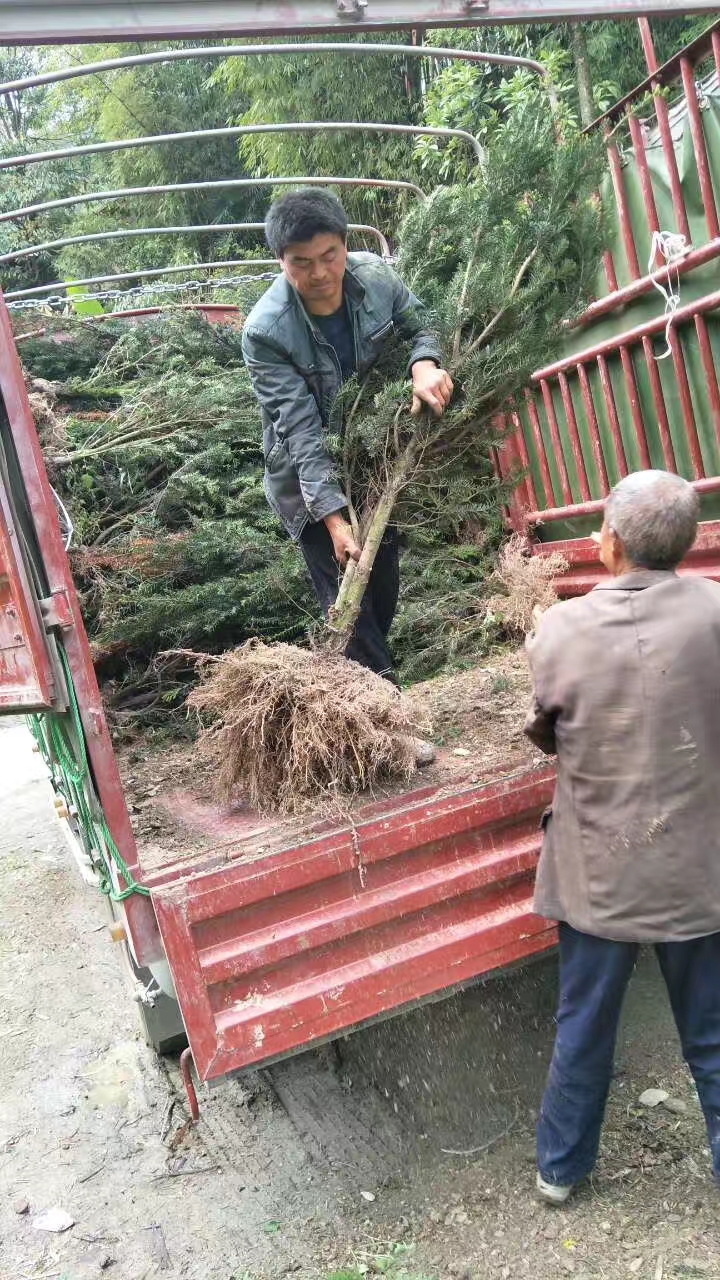 曼地亚红豆杉装车发货