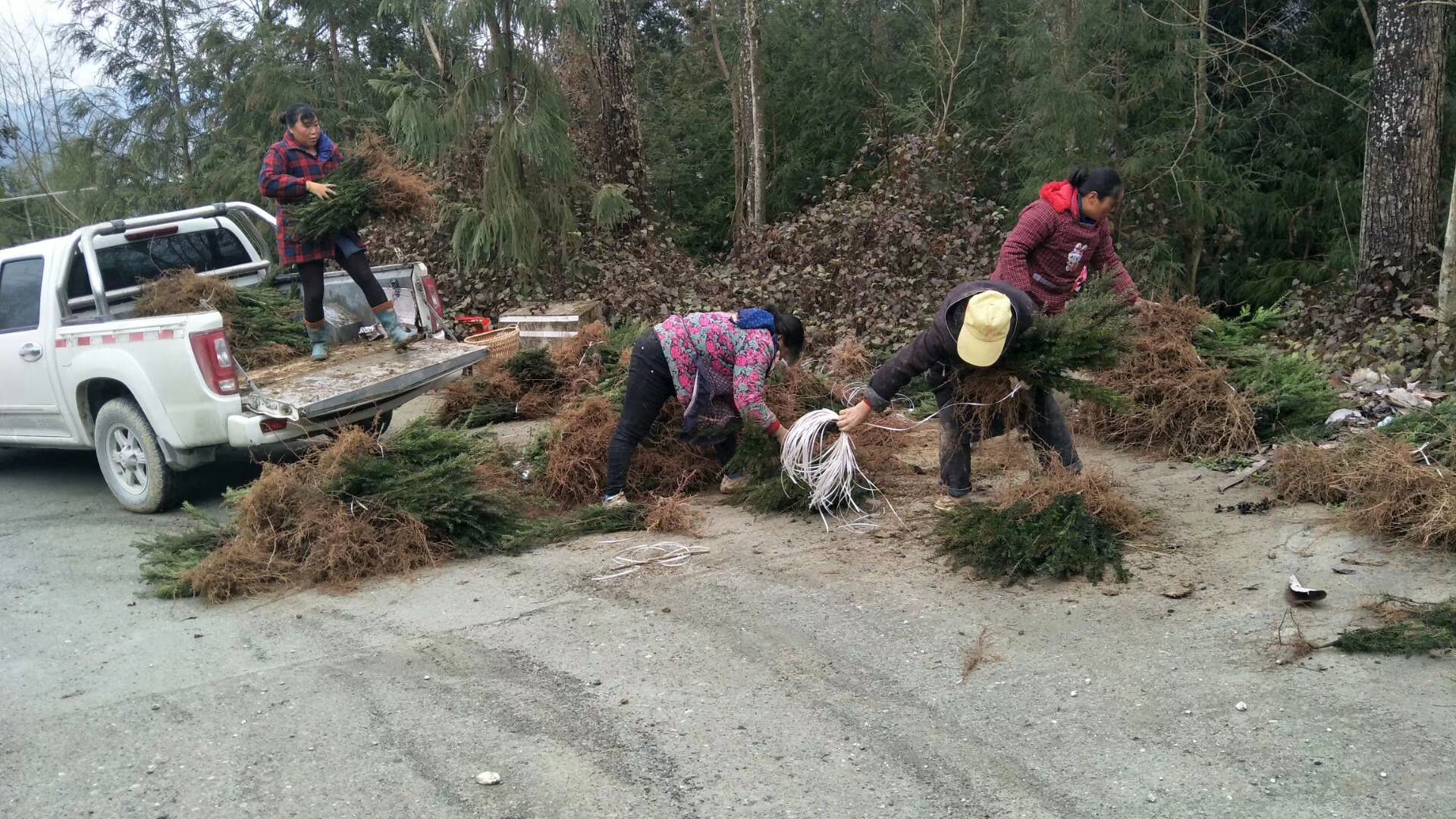 曼地亚红豆杉小苗装车发货