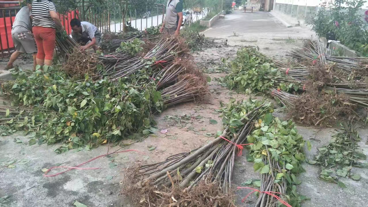 珙桐小苗装车发货