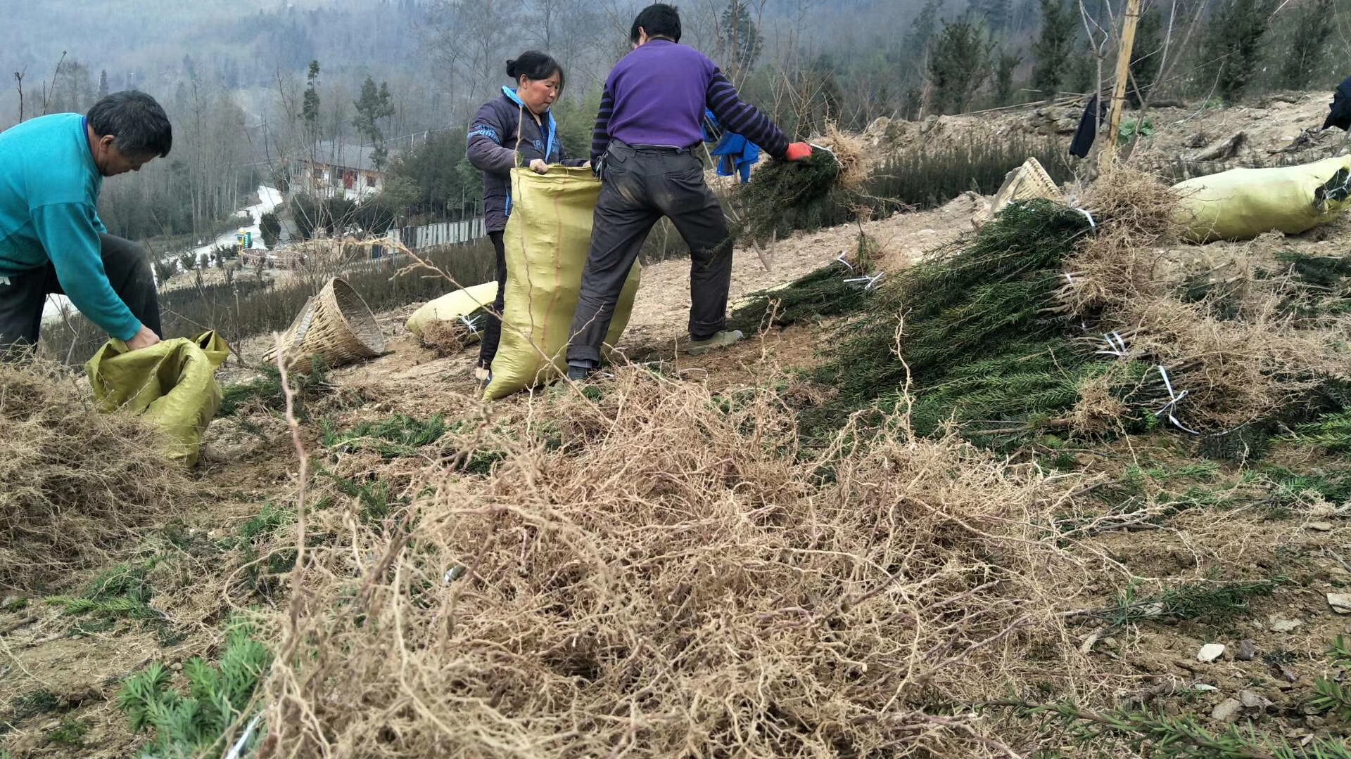 打包曼地亚红豆杉小苗