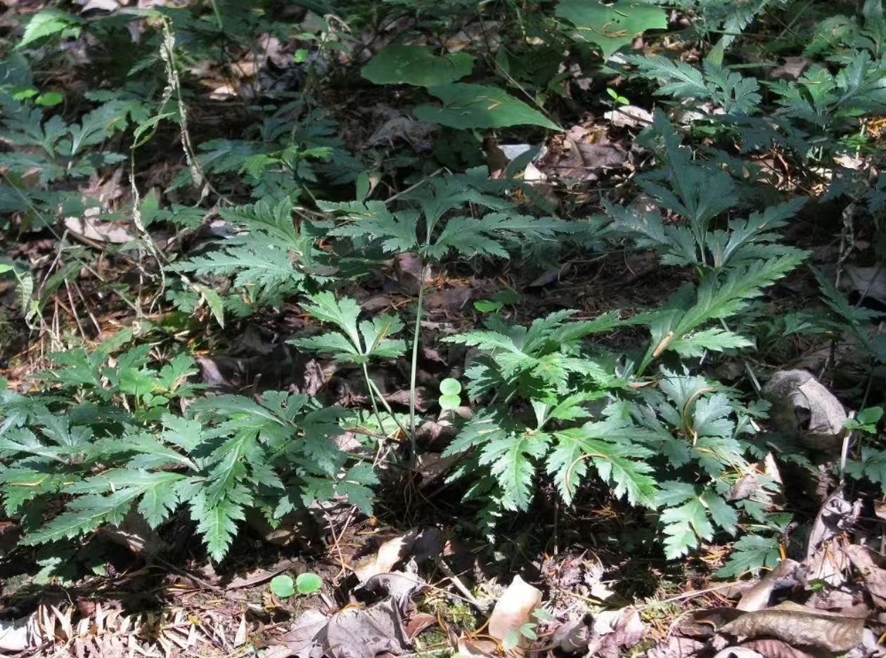 2024年中国黄连行业发展策略、市场环境及未来前