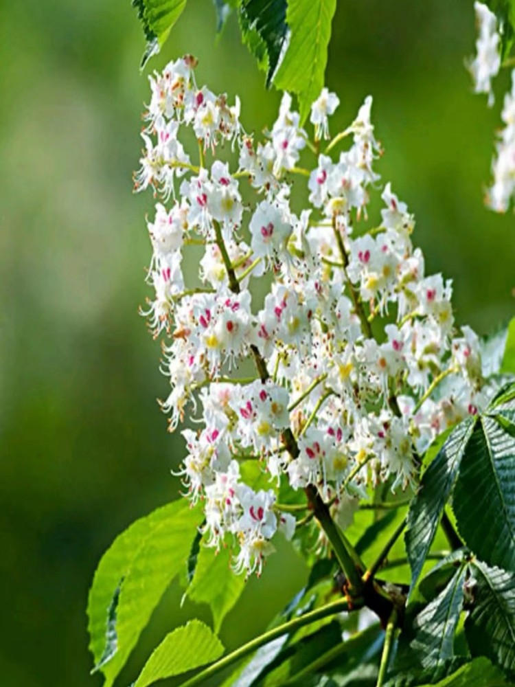 七叶树的的发展前景好，它的栽培技术有什么要