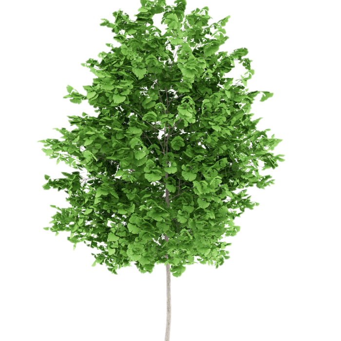 银杏树种植的基本步骤