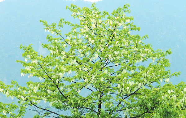 珙桐树的种植前景如何?珙桐树有什么用? 珙桐树的种植前景如何?珙桐树有什么用?